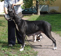 Dakaniro kennel, Russia