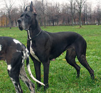 Dakaniro kennel, Russia