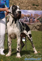 Alano's Shtat kennel, Russia