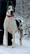 Lauder Shtall kennel, Russia