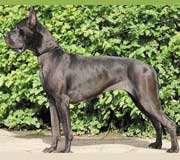 Alano's Shtat Zorianda Zantilla Dodgi. Great Dane